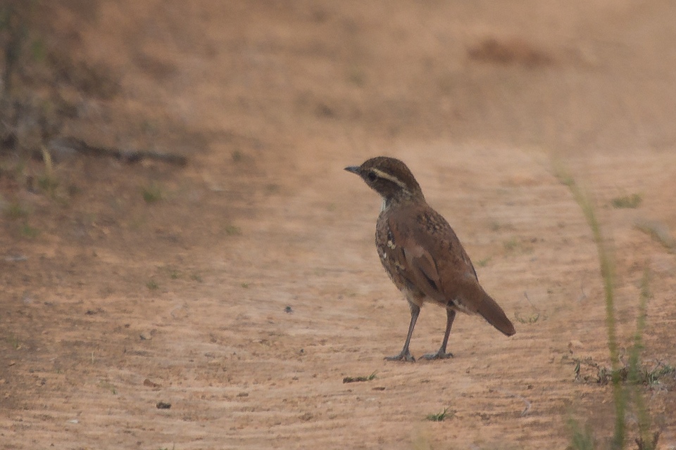 Cinnamon Quail-thrush (Cinclosoma cinnamomeum)